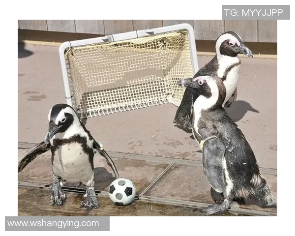 企鹅是哪个足球明星的外号揭秘与背后的故事分析 企鹅是哪个足球明星的外号揭秘与背后的故事分析